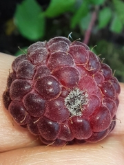Botrytis