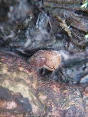 Euomphalia strigella