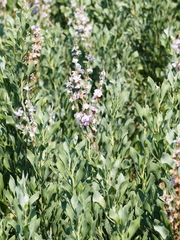 Limoniastrum monopetalum