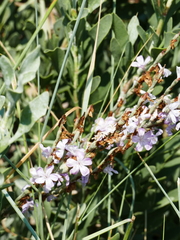 Limoniastrum monopetalum