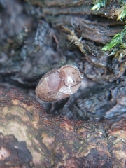 Euomphalia strigella