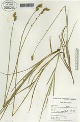 Carex bicknellii