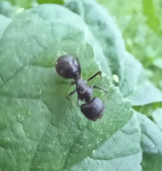 Camponotus