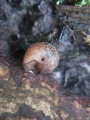 Euomphalia strigella