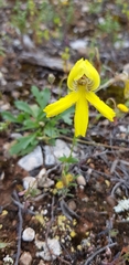 Goodenia arguta
