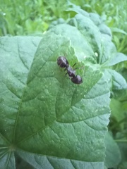 Camponotus