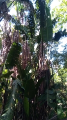 Ravenala