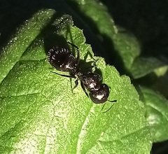 Camponotus