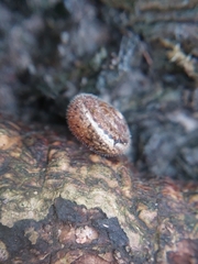 Euomphalia strigella