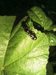 Camponotus