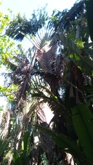 Ravenala
