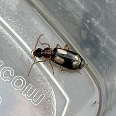Dromius quadrimaculatus