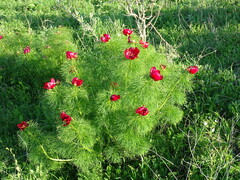Paeonia tenuifolia