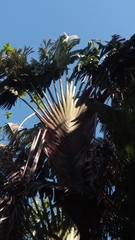 Ravenala