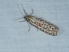 Utetheisa lotrix
