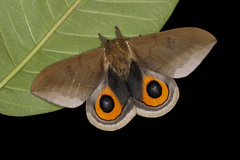 Automeris naranja