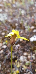Goodenia arguta