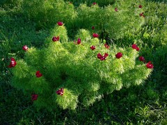 Paeonia tenuifolia