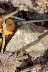 Pandesma robusta