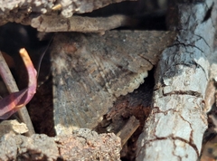 Pandesma robusta