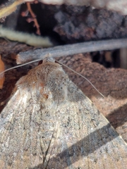 Pandesma robusta