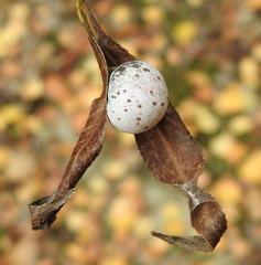 Euura pedunculi