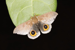 Automeris naranja