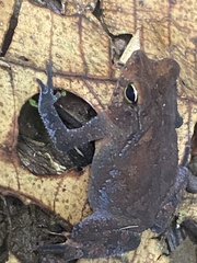 Rhinella alata