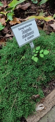 Selaginella shakotanensis