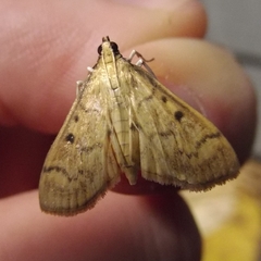 Herpetogramma fluctuosalis