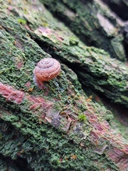 Euomphalia strigella