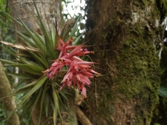 Tillandsia geminiflora