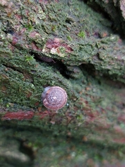 Euomphalia strigella