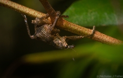 Eurychirus bituberculatus