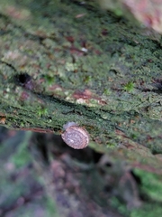 Euomphalia strigella