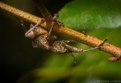 Eurychirus bituberculatus