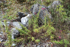 Penstemon hartwegii