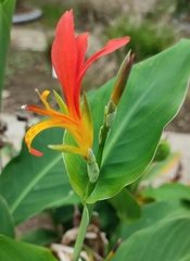Canna tuerckheimii