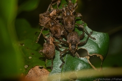 Eurychirus bituberculatus