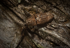 Ilacuris laticollis