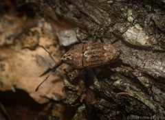 Ilacuris laticollis