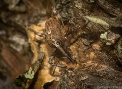 Ilacuris laticollis