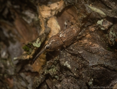 Ilacuris laticollis