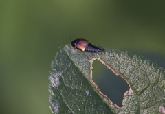 Tachyporus hypnorum
