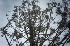 Ilacuris laticollis