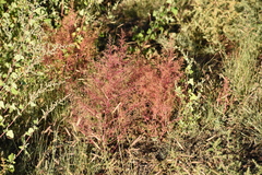 Dysphania graveolens