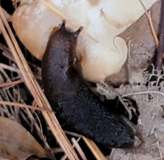 Arion hortensis