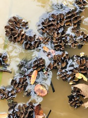 Salvinia auriculata image