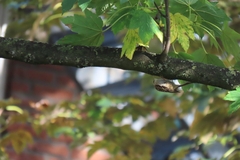 Certhia brachydactyla