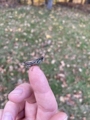 Melanoplus sanguinipes
